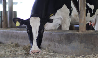 SBL Dairy cows grazing