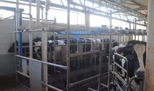 SBL Fresh milk