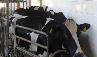 SBL Cow in farm