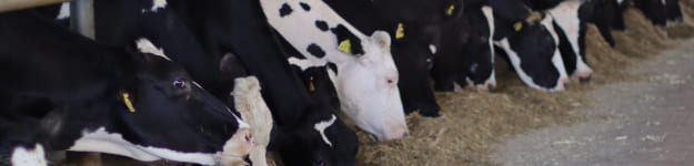 SBL Dairy products
