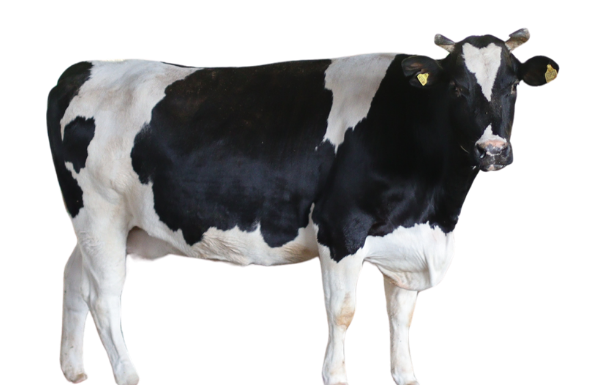 SBL Farm dairy cow