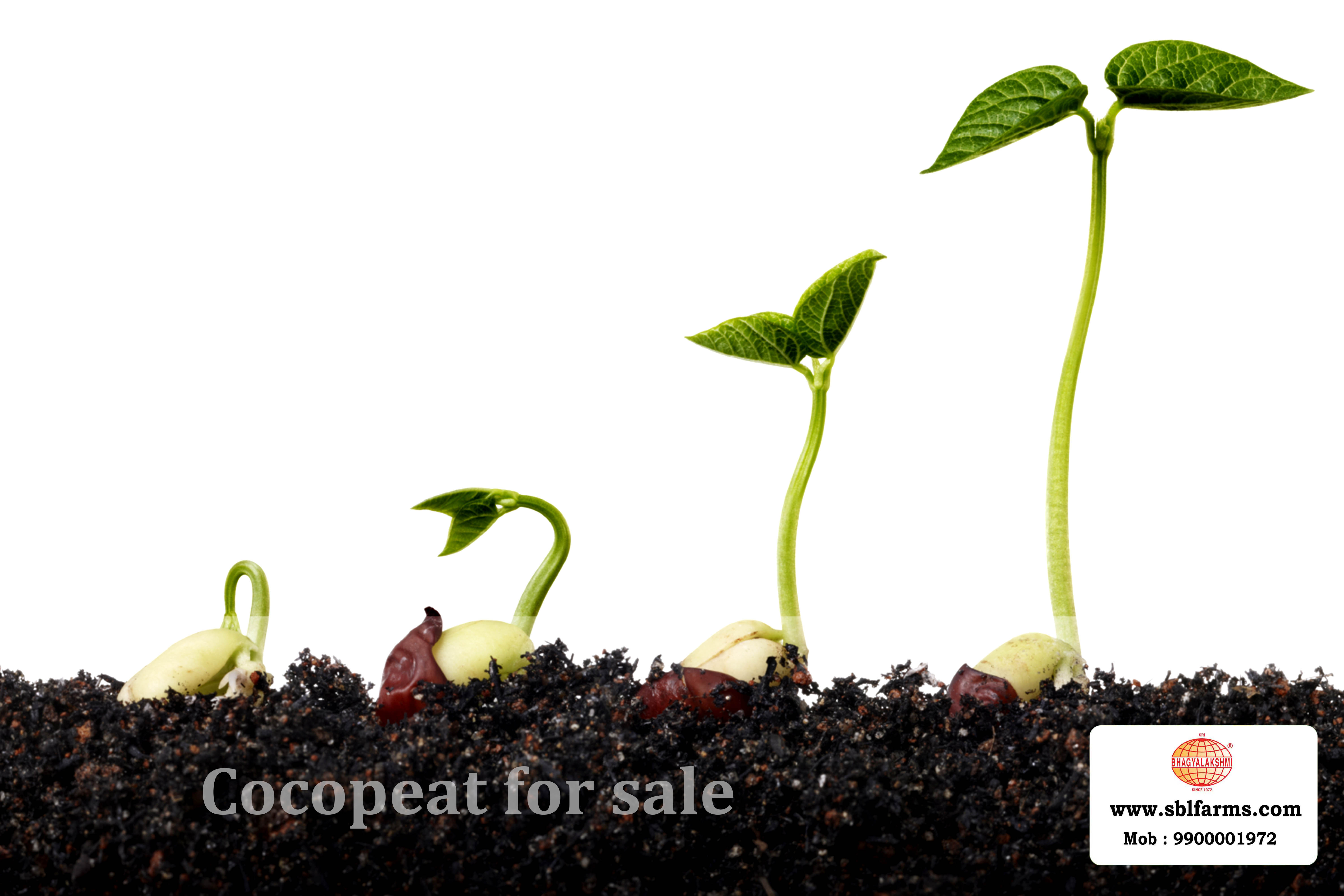Cocopeat Suppliers in Bangalore | Cocopeat for Sale  |  Cocopeat, Cocopeat manufacturers, suppliers & exporters in Bangalore | Cocopeat for sale in bangalore |  Sri Bhagyalakshmi Farms cocopeat in Bangalore| Cocopeat for plants growth | Cocopeat fertlizer soil for plant | Production of cocopeat | Indias Best cocopeat Producers
