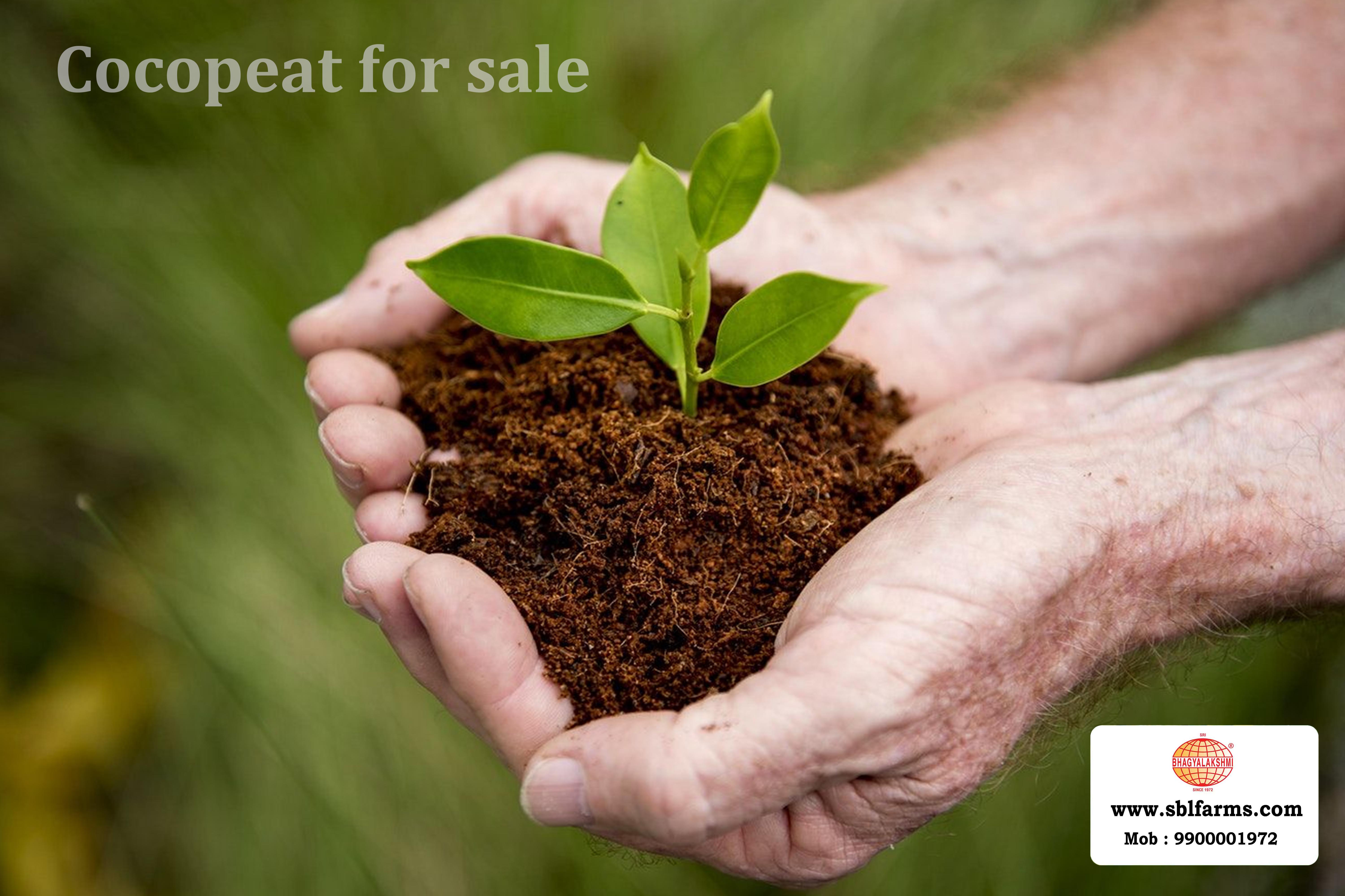 Cocopeat Suppliers in Bangalore | Cocopeat for Sale  |  Cocopeat, Cocopeat manufacturers, suppliers & exporters in Bangalore | Cocopeat for sale in bangalore |  Sri Bhagyalakshmi Farms cocopeat in Bangalore| Cocopeat for plants growth | Cocopeat fertlizer soil for plant | Production of cocopeat | Indias Best cocopeat Producers