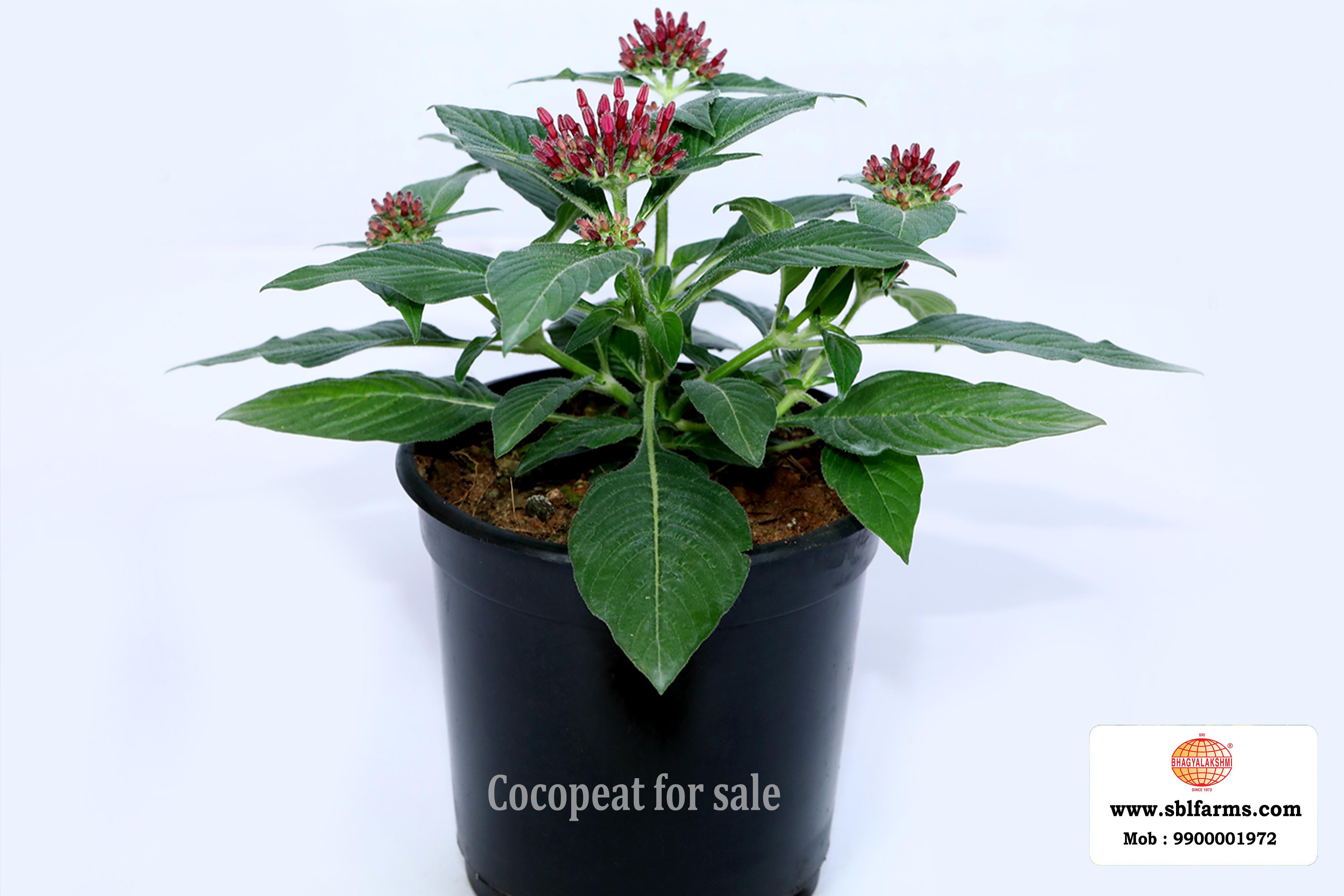 Cocopeat Suppliers in Bangalore | Cocopeat for Sale  |  Cocopeat, Cocopeat manufacturers, suppliers & exporters in Bangalore | Cocopeat for sale in bangalore |  Sri Bhagyalakshmi Farms cocopeat in Bangalore| Cocopeat for plants growth | Cocopeat fertlizer soil for plant | Production of cocopeat | Indias Best cocopeat Producers