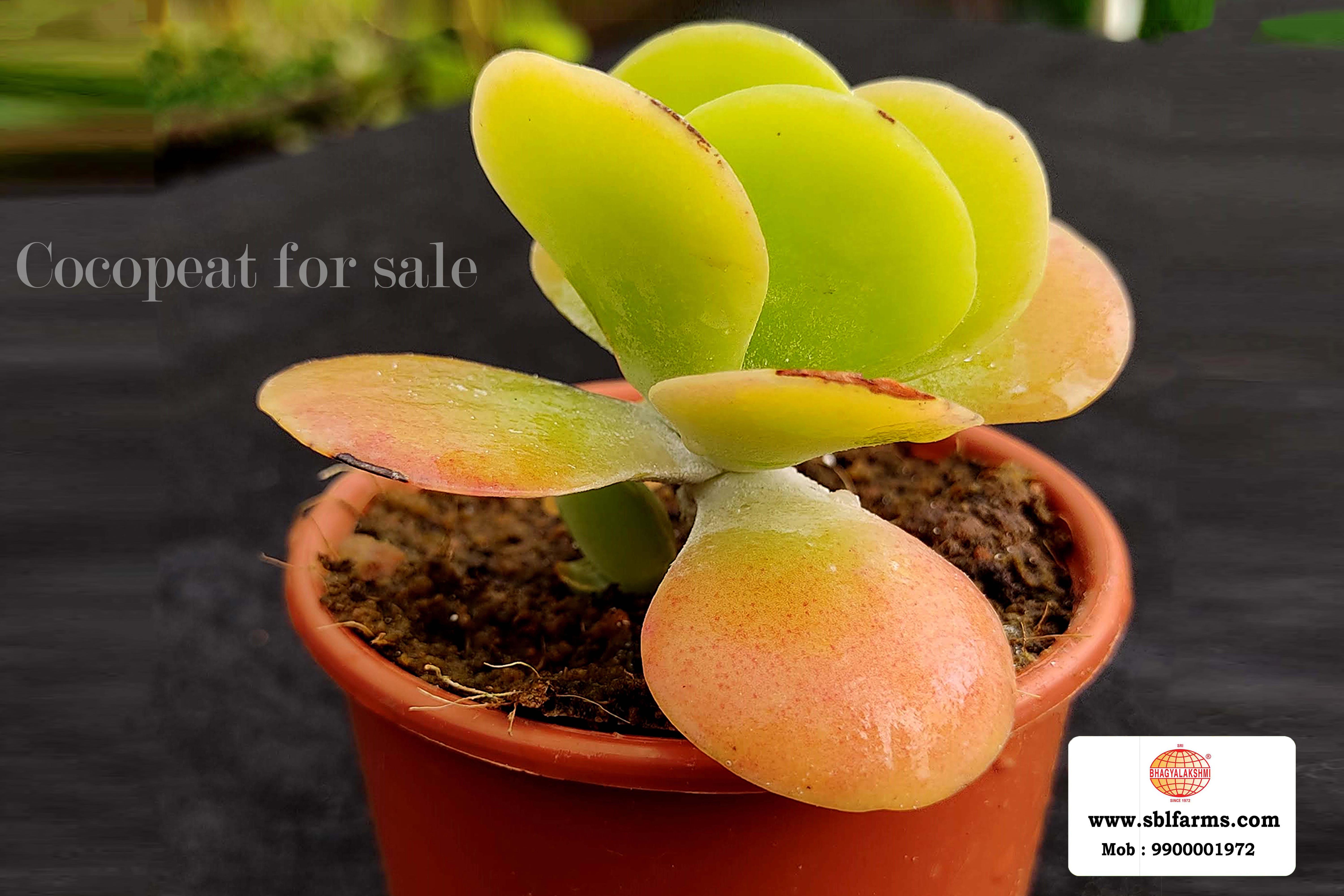 Cocopeat Suppliers in Bangalore | Cocopeat for Sale  |  Cocopeat, Cocopeat manufacturers, suppliers & exporters in Bangalore | Cocopeat for sale in bangalore |  Sri Bhagyalakshmi Farms cocopeat in Bangalore| Cocopeat for plants growth | Cocopeat fertlizer soil for plant | Production of cocopeat | Indias Best cocopeat Producers