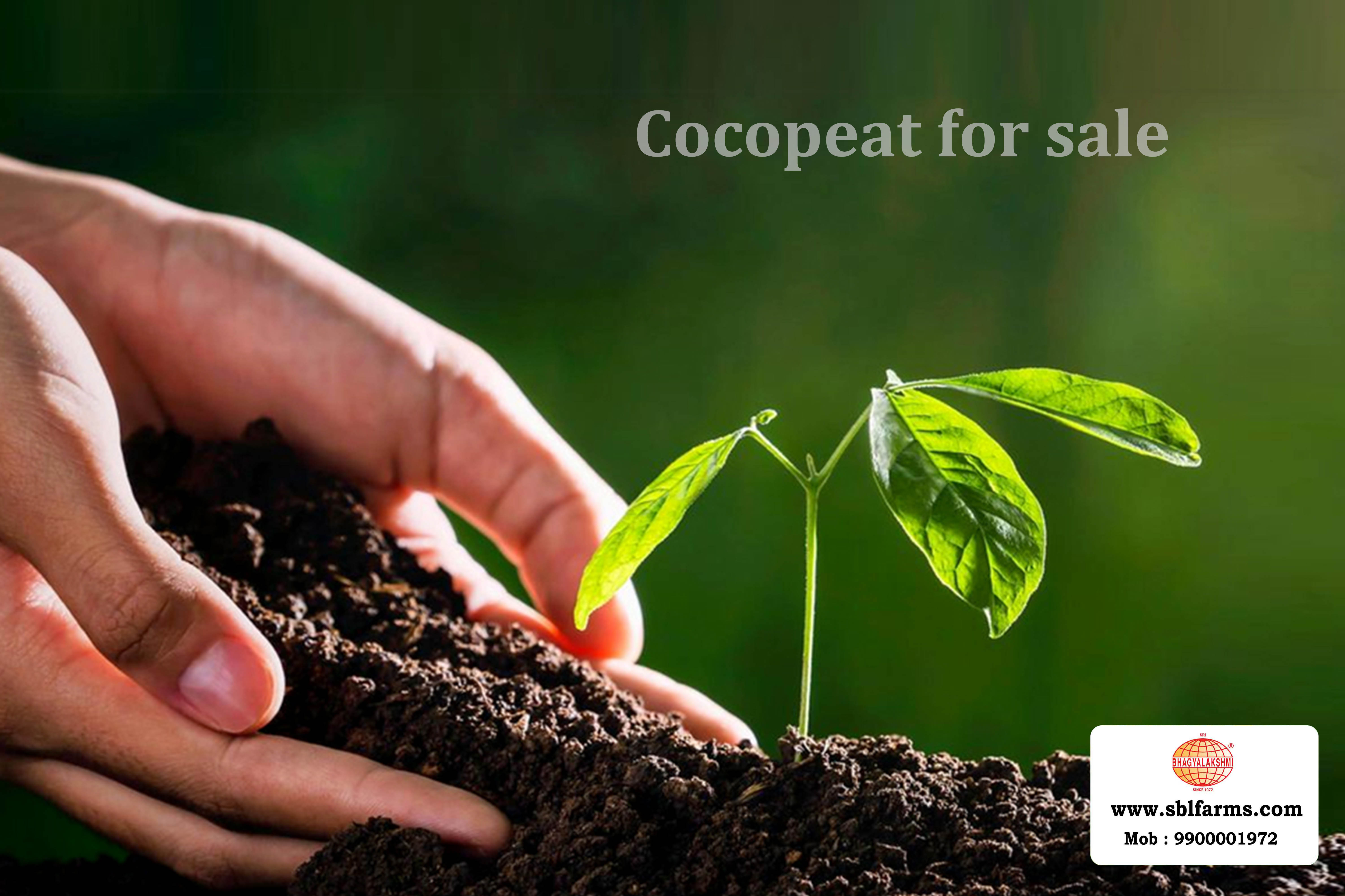 Cocopeat Suppliers in Bangalore | Cocopeat for Sale  |  Cocopeat, Cocopeat manufacturers, suppliers & exporters in Bangalore | Cocopeat for sale in bangalore |  Sri Bhagyalakshmi Farms cocopeat in Bangalore| Cocopeat for plants growth | Cocopeat fertlizer soil for plant | Production of cocopeat | Indias Best cocopeat Producers