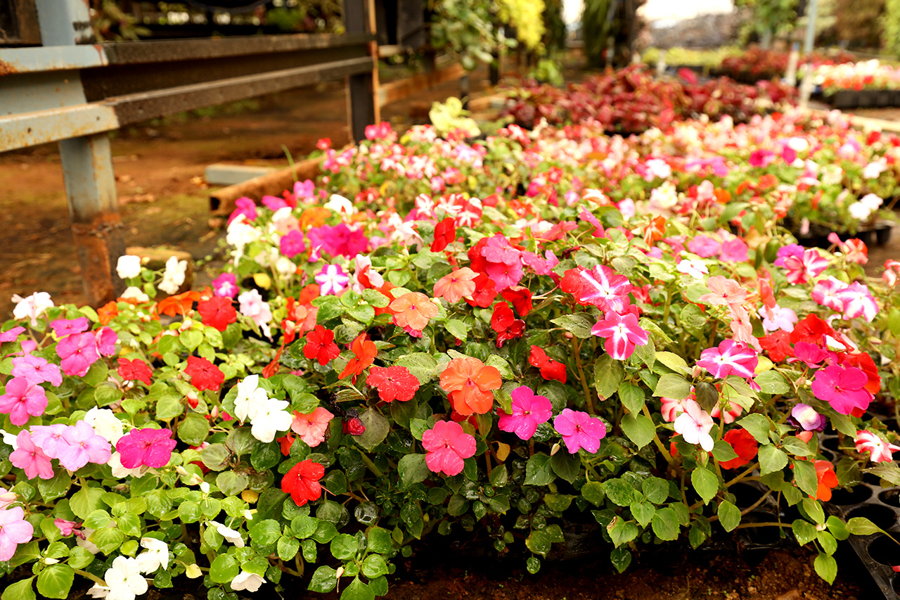 Aquaplants, nursary plants, AgriTour, Agritourism, farms to visit in bangalore, farms for kids, farm holidays near bangalore, weekend farming, Big Banayan Tree Farm, Farms in Bangalore, Weekend Farm visit in Bangalore, school field trip