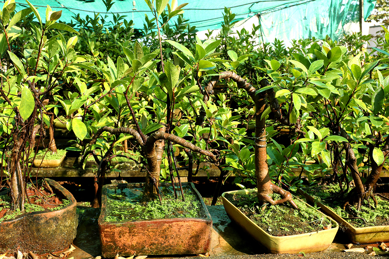 Bonsai plants, AgriTour, Agritourism, farms to visit in bangalore, farms for kids, farm holidays near bangalore, weekend farming, Big Banayan Tree Farm, Farms in Bangalore, Weekend Farm visit in Bangalore, school field trip