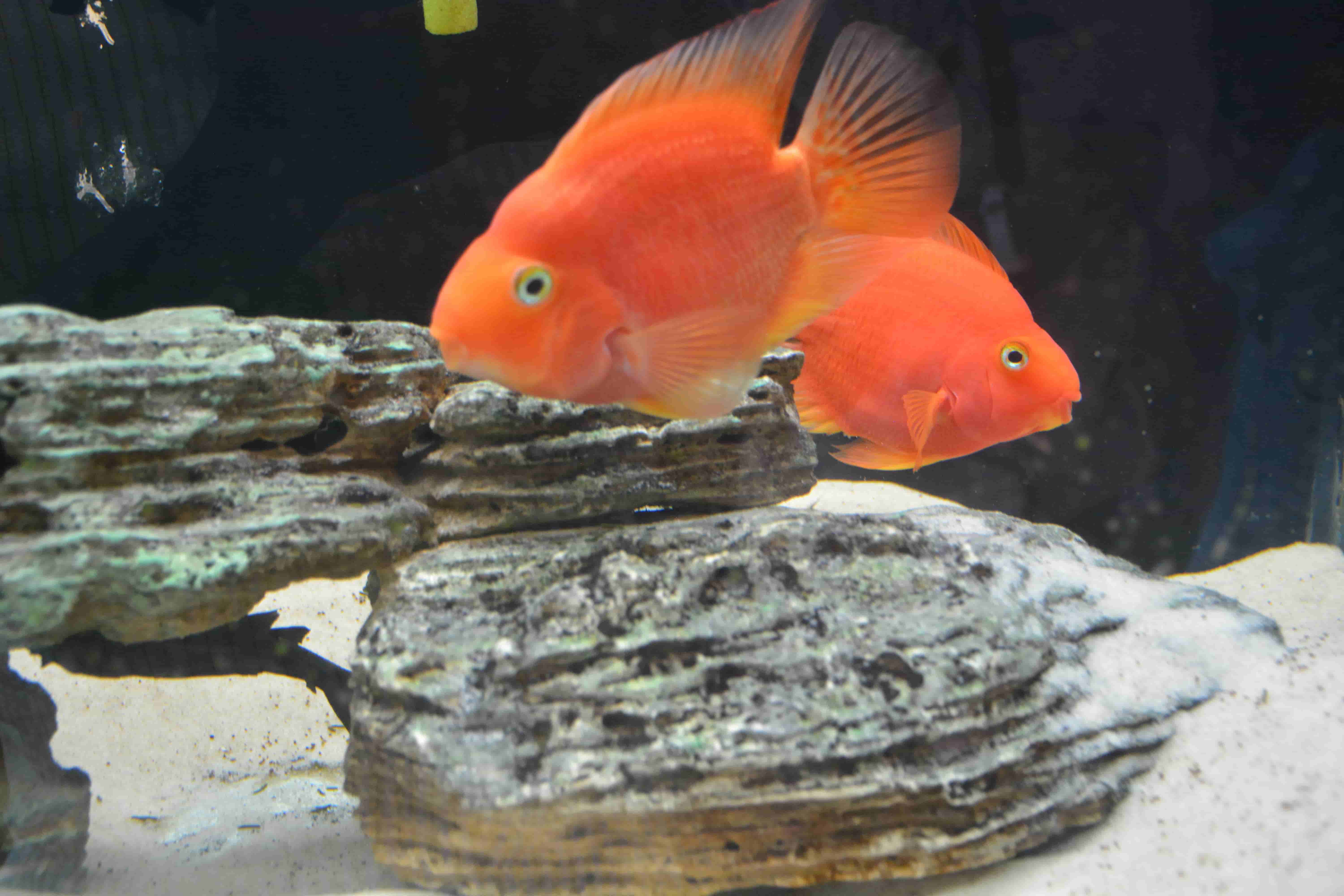 SBLFarms Nursary Plants