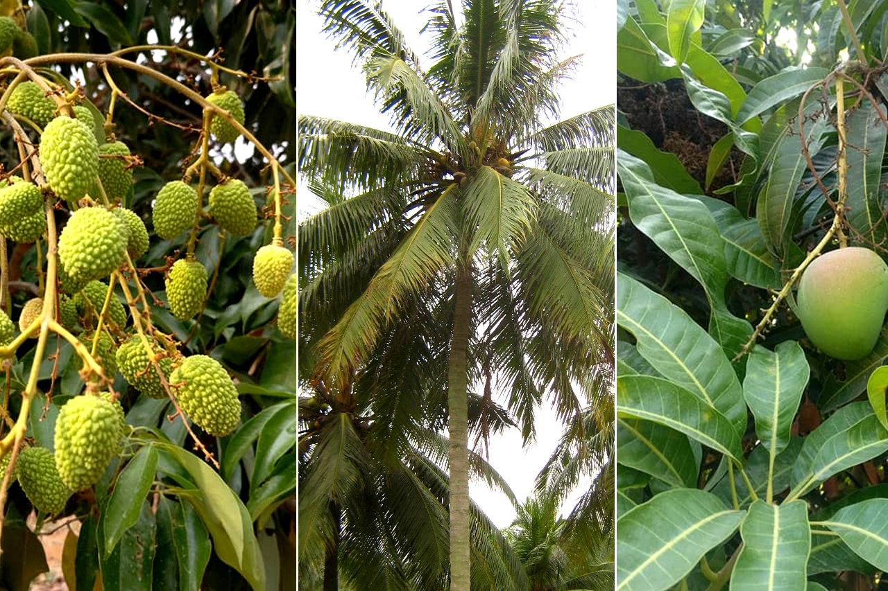 AgriTour, Agritourism, farms to visit in bangalore, farms for kids, farm holidays near bangalore, weekend farming, Big Banayan Tree Farm, Farms in Bangalore, Weekend Farm visit in Bangalore, school field trip