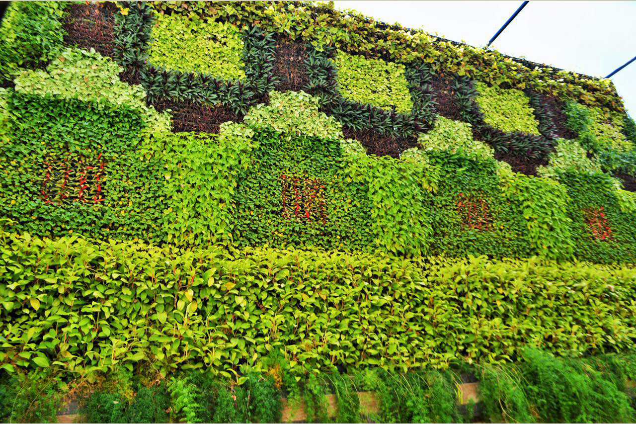 green wall, vertical garden, wall garden, landscaping, AgriTour, Agritourism, farms to visit in bangalore, farms for kids, farm holidays near bangalore, weekend farming, Big Banayan Tree Farm, Farms in Bangalore, Weekend Farm visit in Bangalore, school field trip