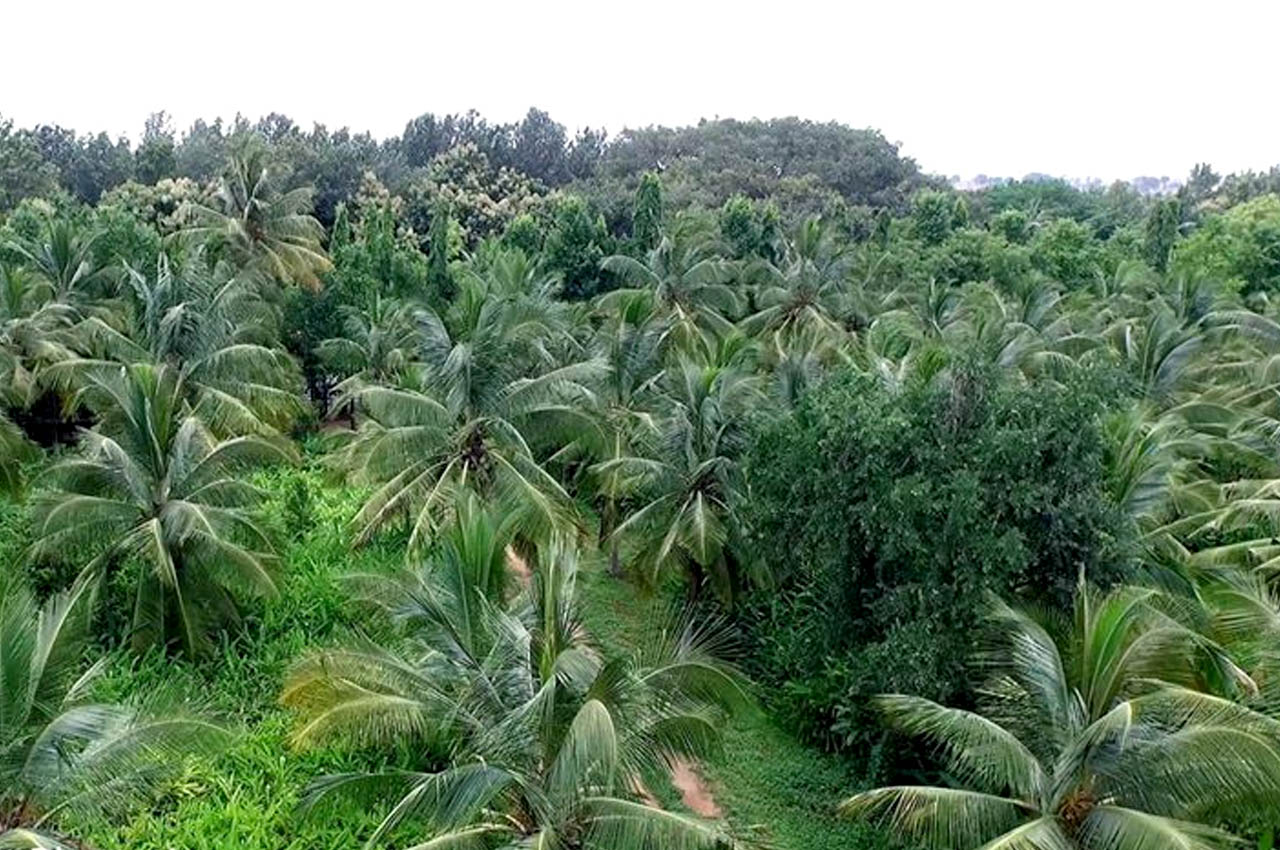 Sbl Farms Green walls and Living walls, Vertical Garden,Bio Curtains