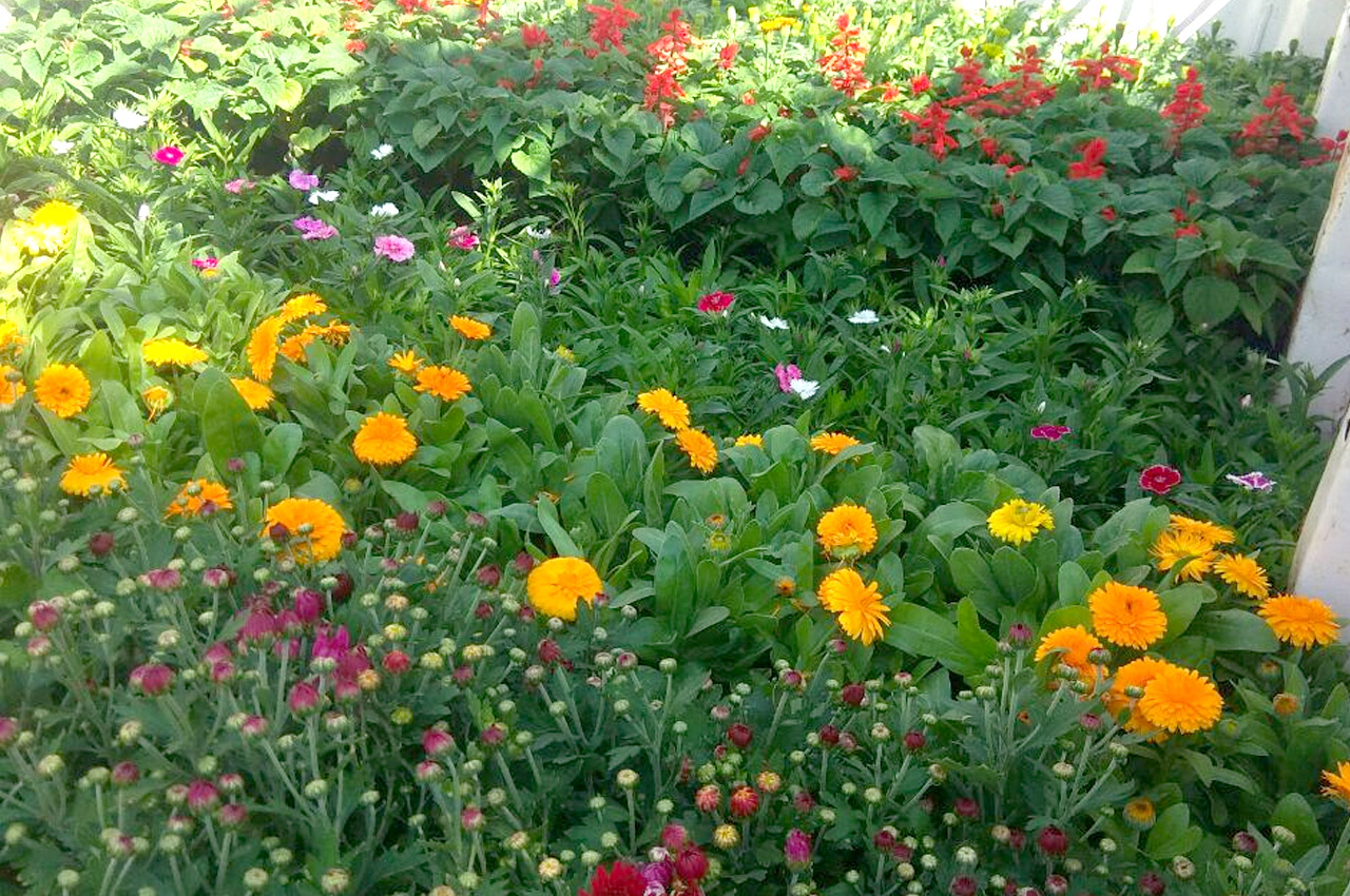 Sbl Farms Green walls and Living walls, Vertical Garden, Bio Curtains