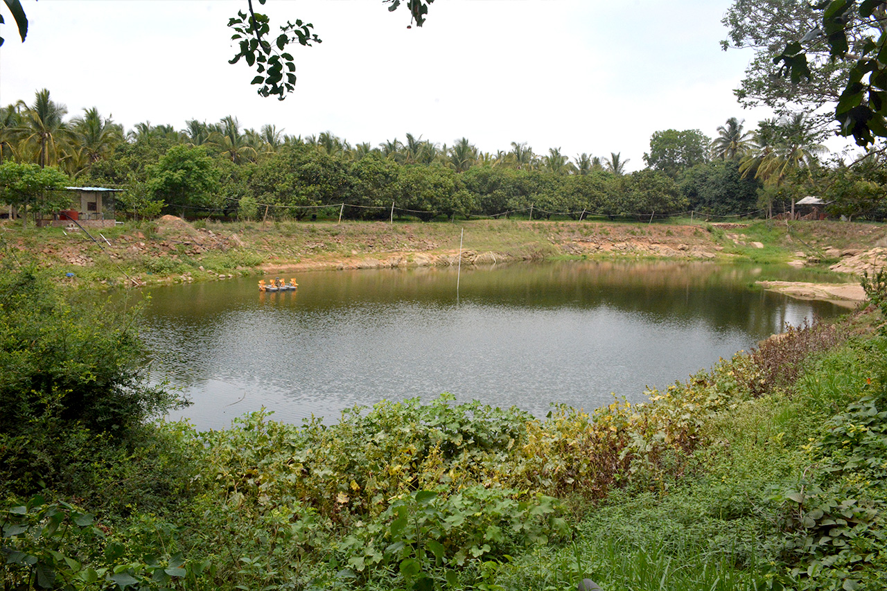 AgriTour, Agritourism, farms to visit in bangalore, farms for kids, farm holidays near bangalore, weekend farming, Big Banayan Tree Farm, Farms in Bangalore, Weekend Farm visit in Bangalore, school field trip