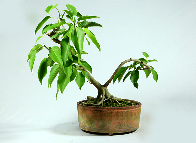 Bonsai plants, AgriTour, Agritourism, farms to visit in bangalore, farms for kids, farm holidays near bangalore, weekend farming, Big Banayan Tree Farm, Farms in Bangalore, Weekend Farm visit in Bangalore, school field trip