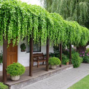 SBL Money Plant