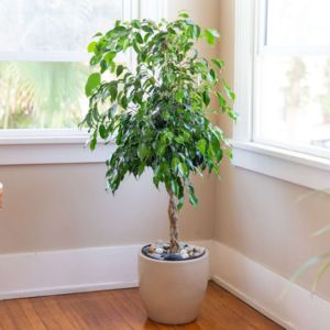 SBL Jasmine